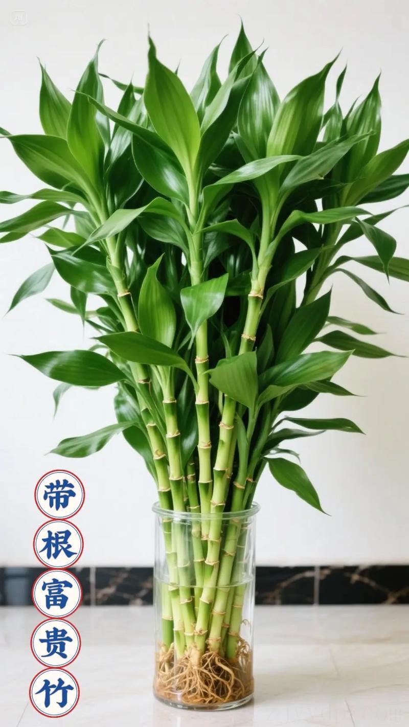 金命养几个富贵竹好,富贵竹应该养几支才合适