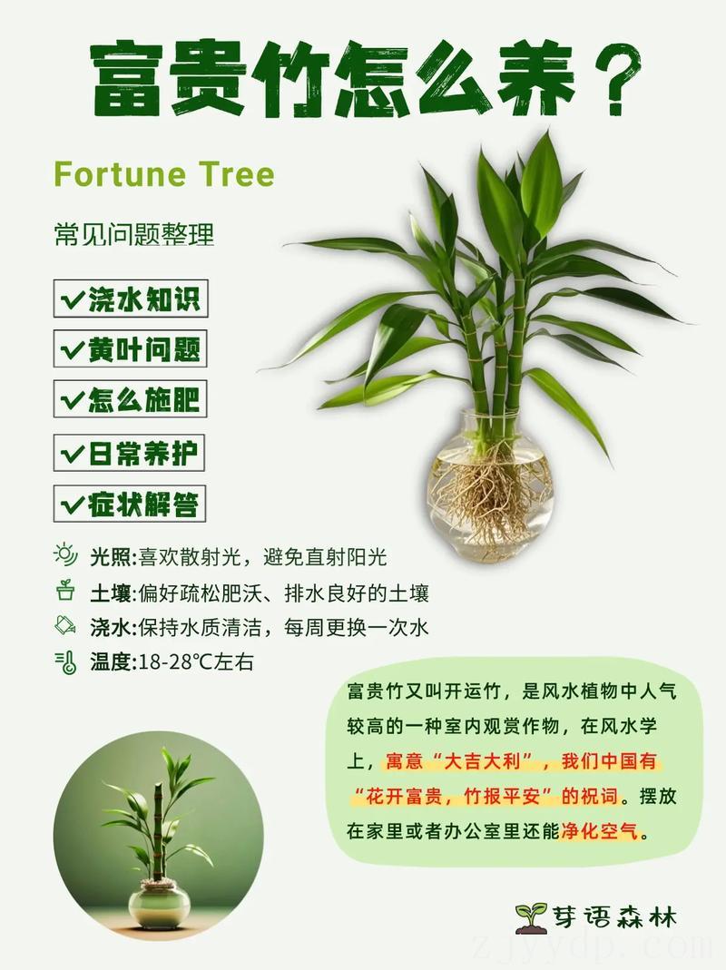 属火命可以养富贵竹吗,房间里放富贵竹有啥功效?