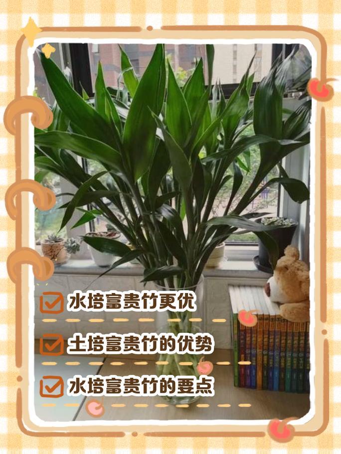 金命人养富贵竹土培还是水培,富贵竹水养好还是土养好