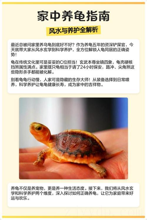 养乌龟对女人不好 家里风水好不好看女人
