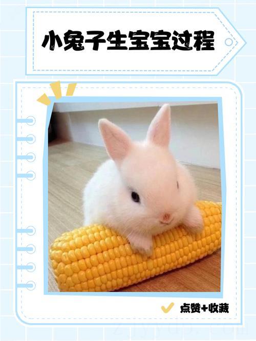 怎么样 2023年4月1日愚人节出生的兔宝宝好吗