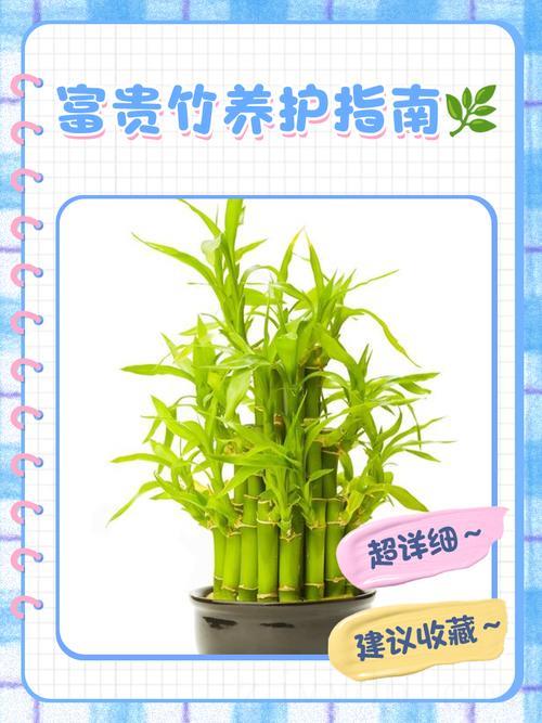 土命的人适合养富贵竹吗,我家的土养富贵竹憔悴了怎么办